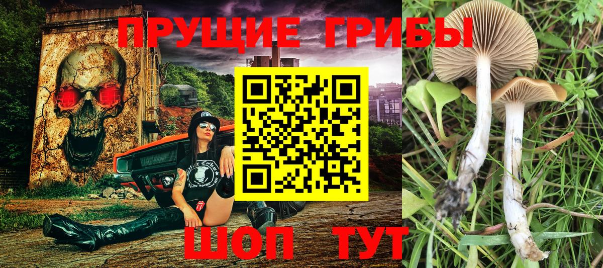 Галлюциногенные грибы Psilocybine cubensis Буйнакск